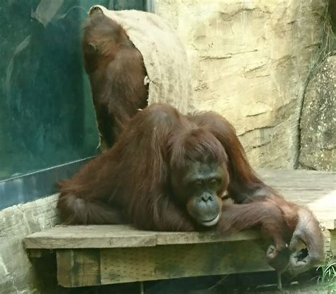 【八王子市周辺】多摩動物公園は鳥インフルエンザが疑われる事例の発生に伴い2月16日木から当面の間、臨時休園するそうです 号外net 八王子市