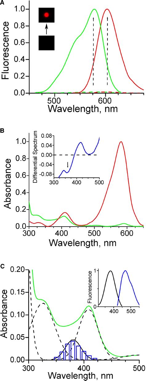 Conversion Of The Monomeric Red Fluorescent Protein Into A