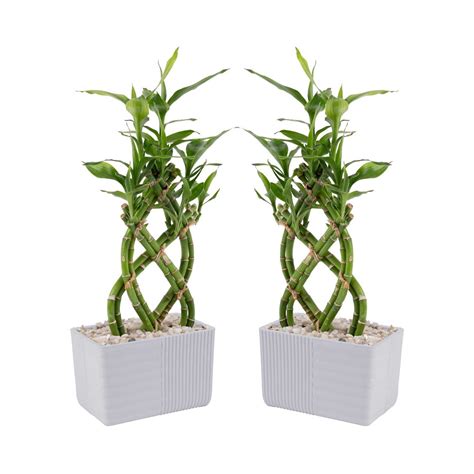 Costa Farms 12 Tall Lucky Bamboo Low Indirect Sunlight Indoor Live House Plants 2 Pk