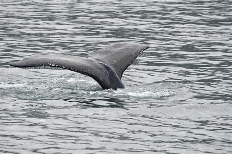 Humpback whale in Alaska 17235122 Stock Photo at Vecteezy