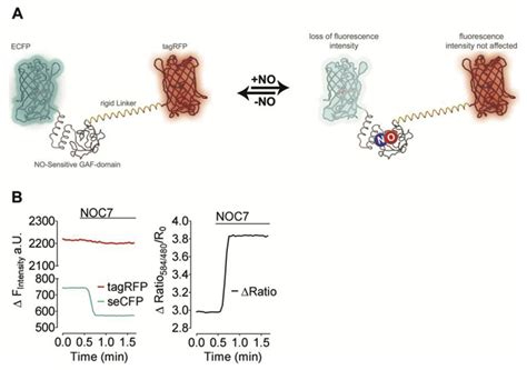 Real Time Visualization Of Distinct Nitric Oxide Generation Of Nitric