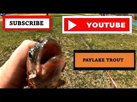 BEST CATFISH BAIT EVER TROUT FISHING AND A PAY LAKE YouTube