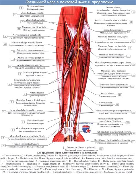 Анатомия: Длинные ветви плечевого сплетения: мышечно-кожный нерв (n ...