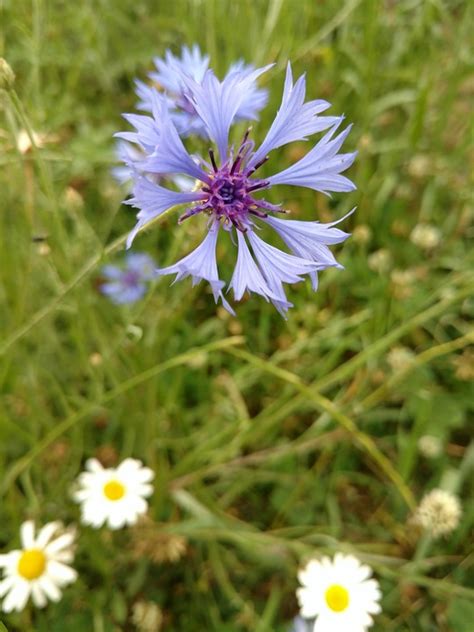 Kornblume Sommer Wiese Kostenloses Foto Auf Pixabay Pixabay