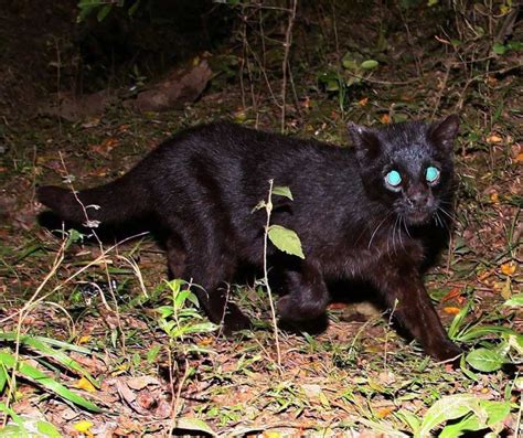 Gato do mato Pró Carnívoros