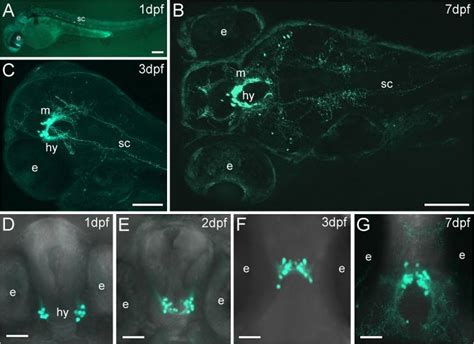 Anti Gfp Antibody Ab Abcam