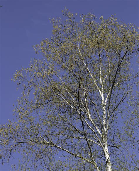 Betula Papyrifera Paper Birch Atlas Image Categories Northern Forest Atlas