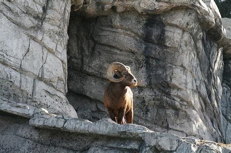 Bighorn Sheep Bighorn Ram North American Wild Sheep Rocky Mountain