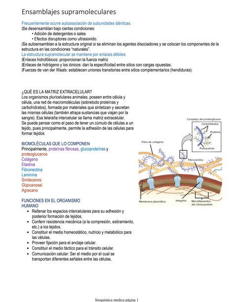 SOLUTION Bioquimica Medica Studypool