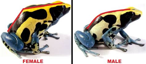 How To Visually Sex Dart Frogs Captive Bred Reptiles For Sale From