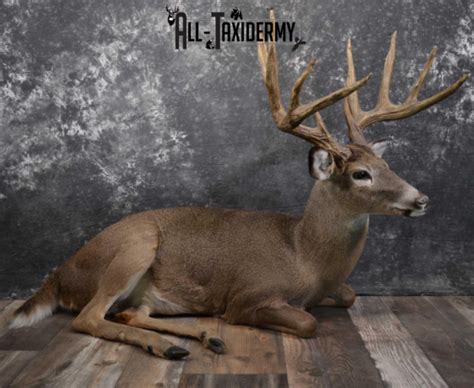 6 Ways to Display Your Deer Taxidermy - All Taxidermy