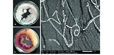 A Aerial Mycelium B Substrate Mycelium And C Sem Micrograph Of