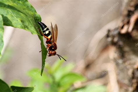 Cicada killer wasp — Stock Photo © njnightsky #12256570