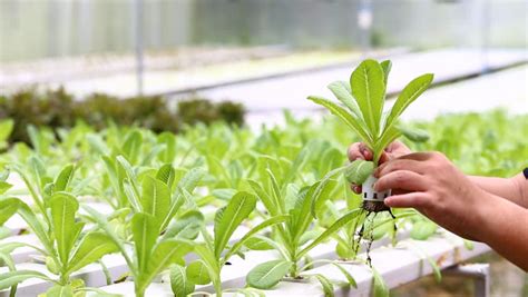 Etapas De Cultivo Desde A Germina O At Ao Crescimento Final Groho