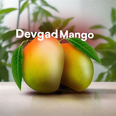 Discovering The Delights Of Devgad Mangoes Aamrai