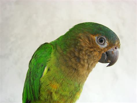 Perico Carasucia Brown Throated Parakeet Eupsittula Pertinax