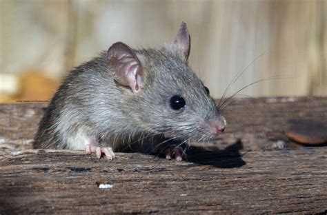 Kenali Jenis Tikus Yang Biasa Hidup Di Sekitar Anda AgriPest