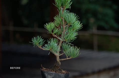 Creating a Pine Bonsai - Bonsai Empire