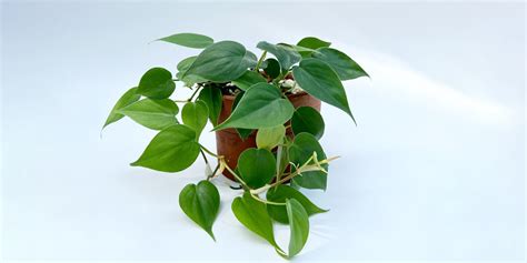 Heartleaf Philodendron Growing Care Guide Plantcarefully