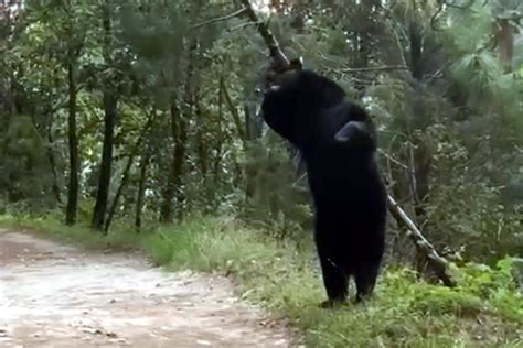 Aptan A Oso En Parque Ecol Gico Chipinque