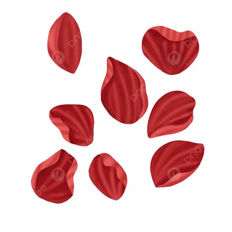 Rose Petals Hd Transparent, Rose Petals, Flower, Petal, Roses PNG Image ...