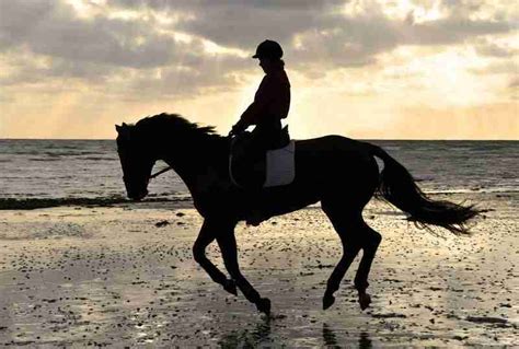 Why Do Horses Nod Their Heads 13 Factual Reasons Smarter Horse