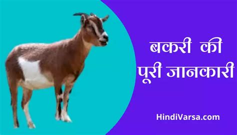 बकरी की पूरी जानकारी Goat Information In Hindi — Hindi Varsa