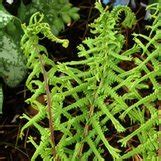 Athyrium Filix Femina Dre S Dagger Athyrium Filix Femina Cruciato