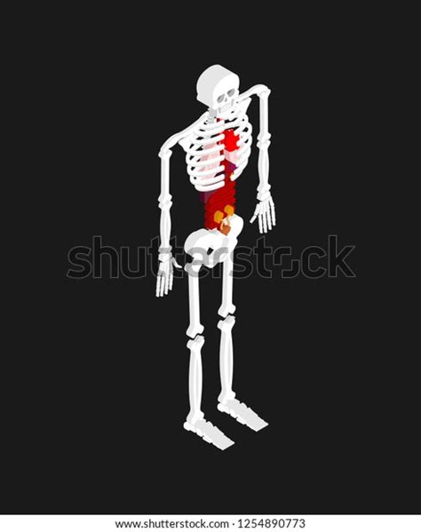 Human Anatomy Isometric Skeleton Internal Organs Stock Vector Royalty