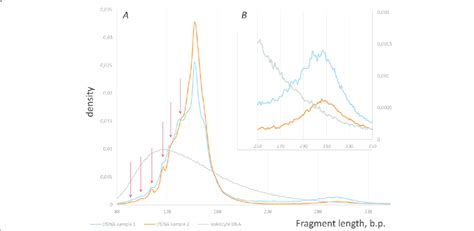 Fragment Length Distributions For Both Cfdna Samples The Average