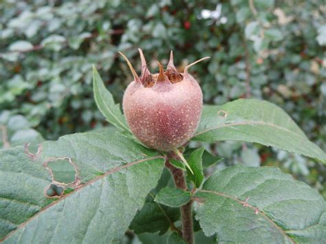 Wildobst Im Eigenen Garten Mespilus Germanica Kurpfalzmispel