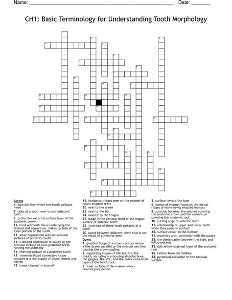 Basic Dental Anatomy Crossword Wordmint