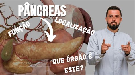 Onde Se Localiza O P Ncreas O Que E Quais Suas Principais Fun Es