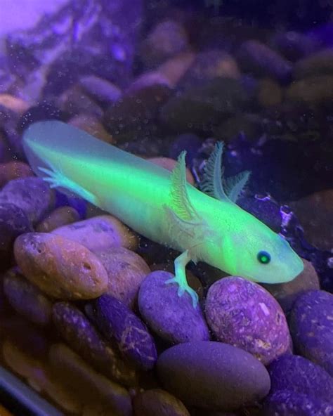 GFP Axolotl: Species Profile, Care Guide & Pictures