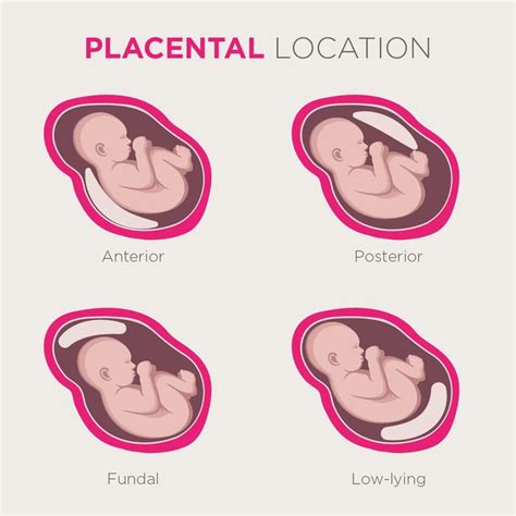 The Stages Of Breasting And How They Are Used To Help Them Understand