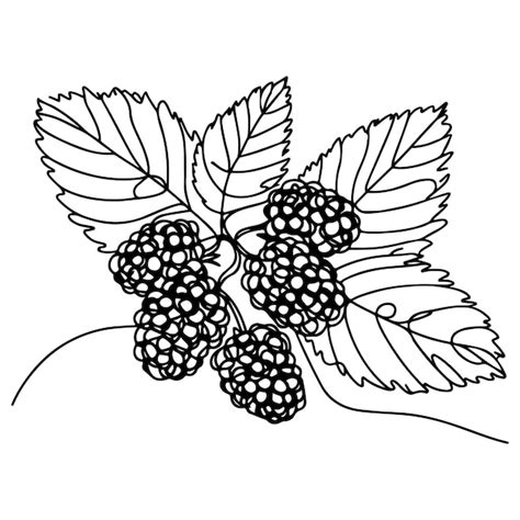 Premium Vector Line Art Illustration Of Mulberry