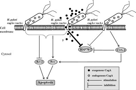 Schematic Hypothesis Presenting Model Of Hp Positive CagA And VacA