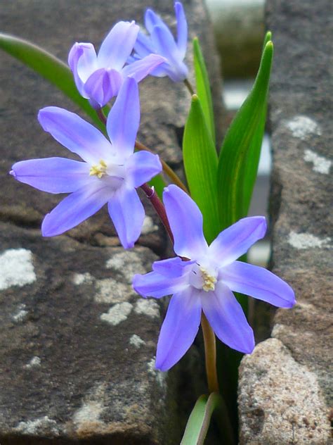 Scilla Siberica Flickr