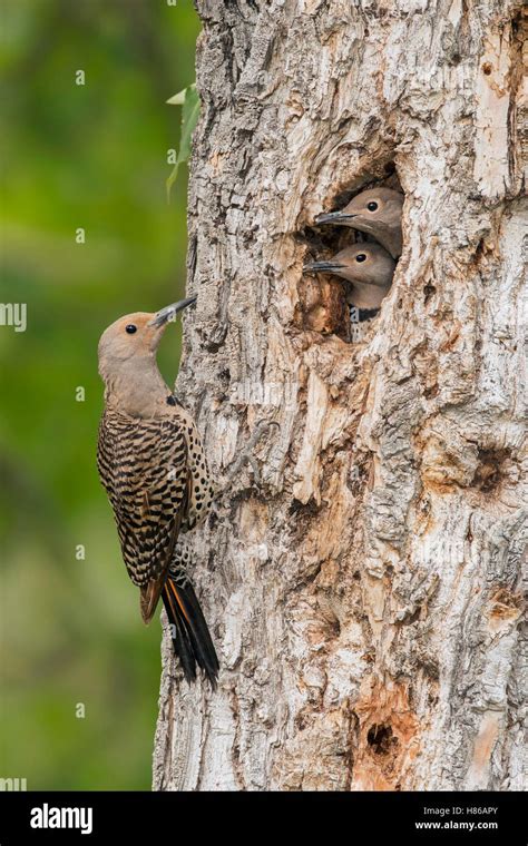 Northern Flicker Colaptes Auratus Female At Nest Cavity With Chicks