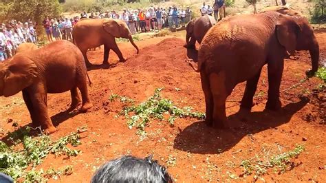 Visiting The David Sheldrick Wildlife Trust Elephant Orphanage Nairobi