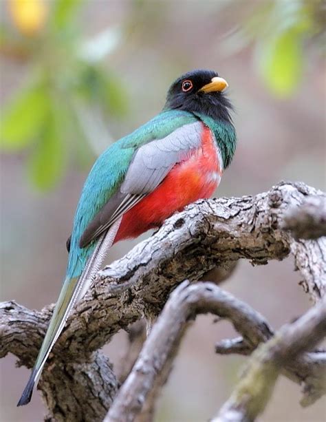 Elegant Trogon | BirdNote