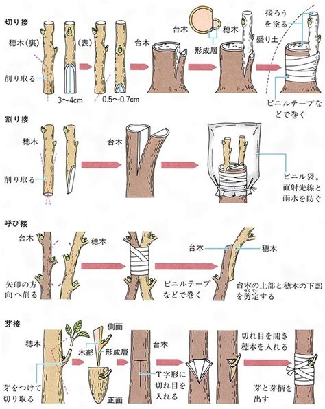 ブリタニカ国際大百科事典 小項目事典 接木の用語解説 植物体の一部を切って他の植物体に癒着させること。前者を接穂，後者を台木という