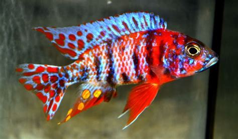 Aulonocara SP. (Hybrid) OB Peacock Cichlid I have a bisque fired pair of fish (c... | Cichlid ...