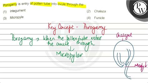 Porogamy Is Entry Of Pollen Tube Into Ovule Through The 1 Integument