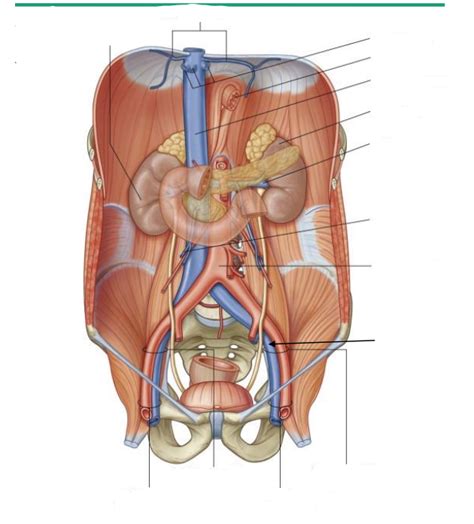 Posterior Abdominal Wall Vasculature Veins Diagram Quizlet