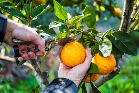 El Granjero Cosecha La Naranja En Invierno Agricultura Imagen De