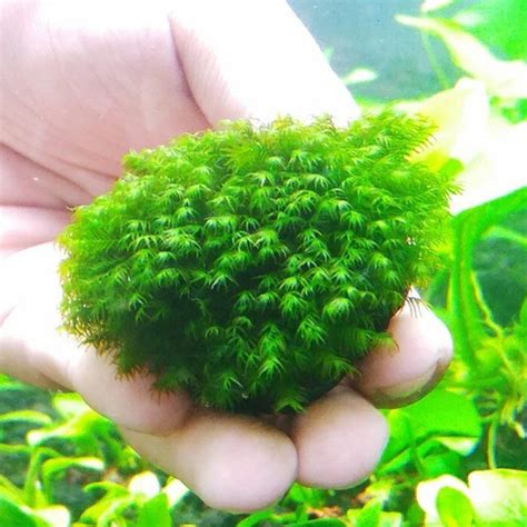 Jual Wabikusa Moss Fisident Media Wabikusa Moss Fesiden Aquascape Kota Tangerang Selatan