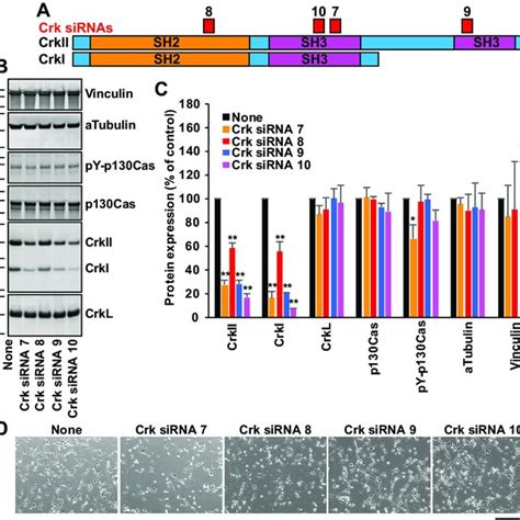 Electroporation Of U Mg Cells With Additional Crkl Sirnas A A