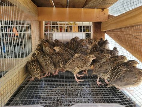 12 Fertile Coturnix Quail Hatching Eggs Ebay