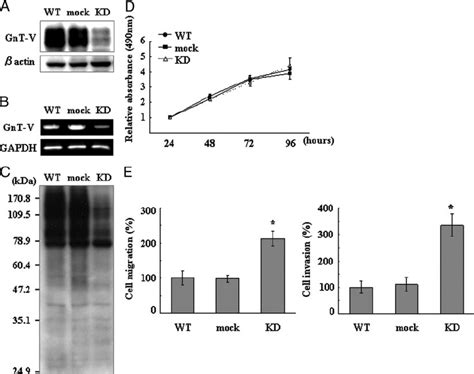 SiRNA Mediated GnT V Knockdown In Jar Cells Decreased GnT V Expression